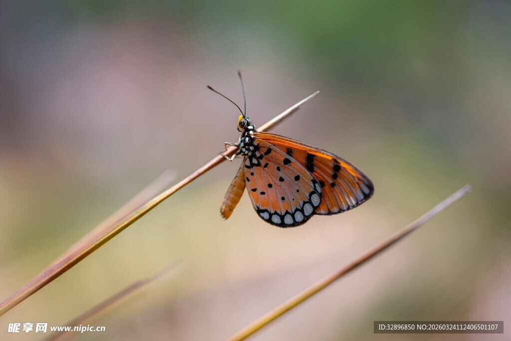 停在草茎上的橙色蝴蝶