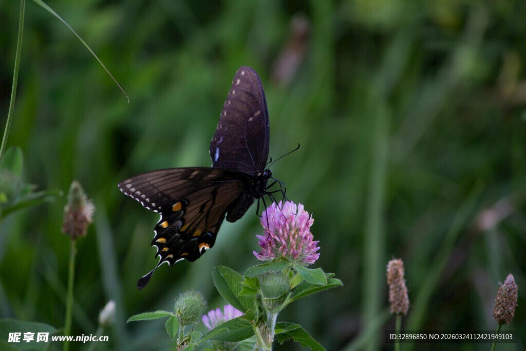 紫花上的黑蝴蝶