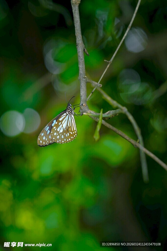 树枝上停歇的美丽蝴蝶