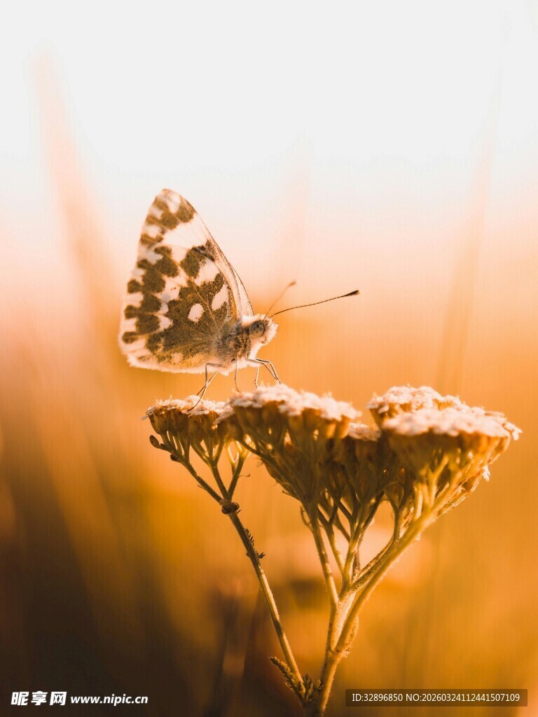 夕阳下的蝴蝶与花草