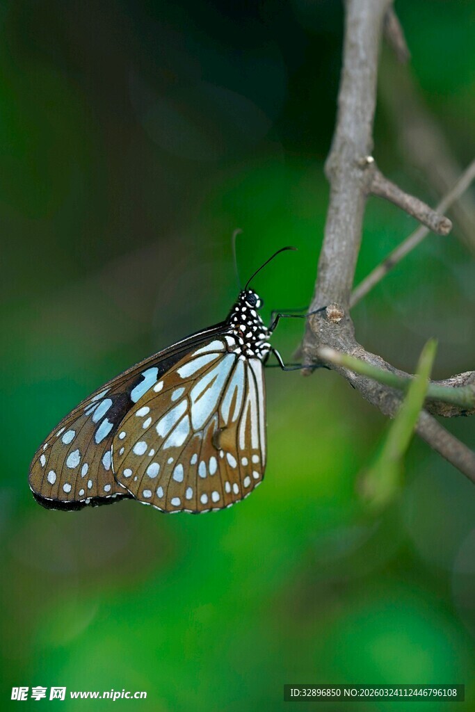 树枝上的斑斓蝴蝶