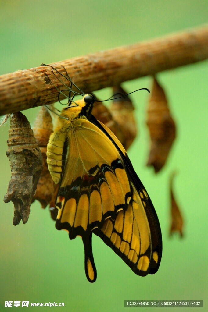 黄蝴蝶挂在树枝与蛹旁