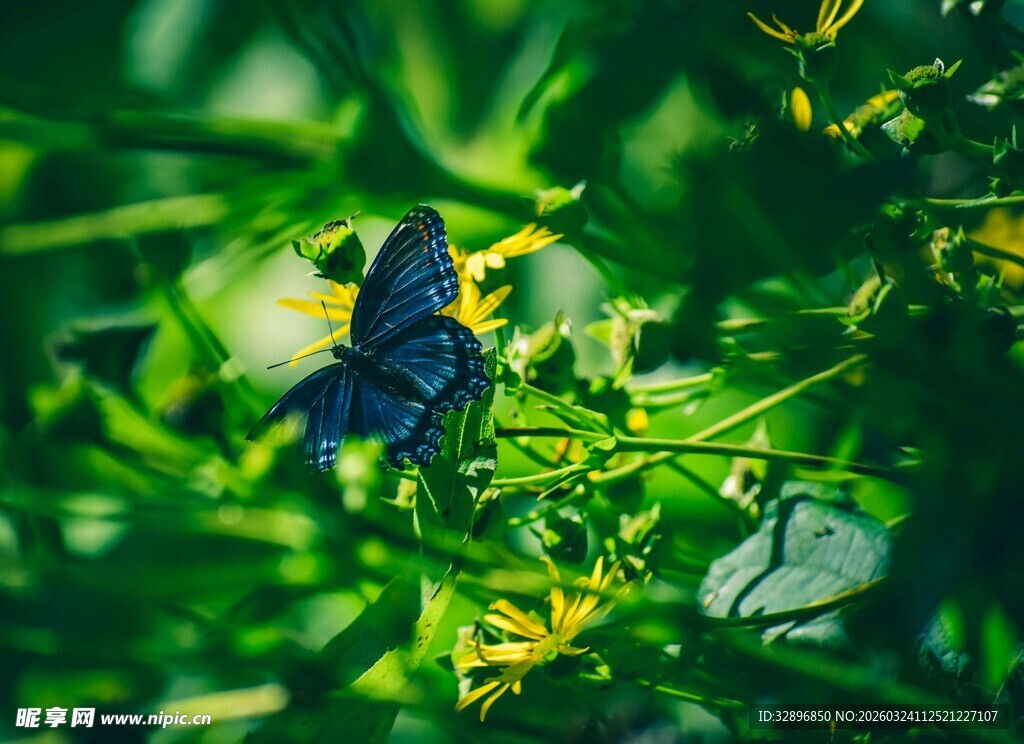 绿叶间的蓝色蝴蝶