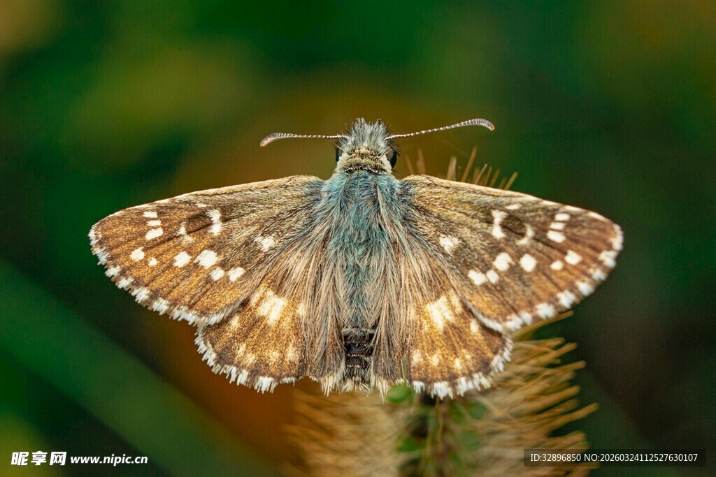 停在植物上的斑点蝴蝶