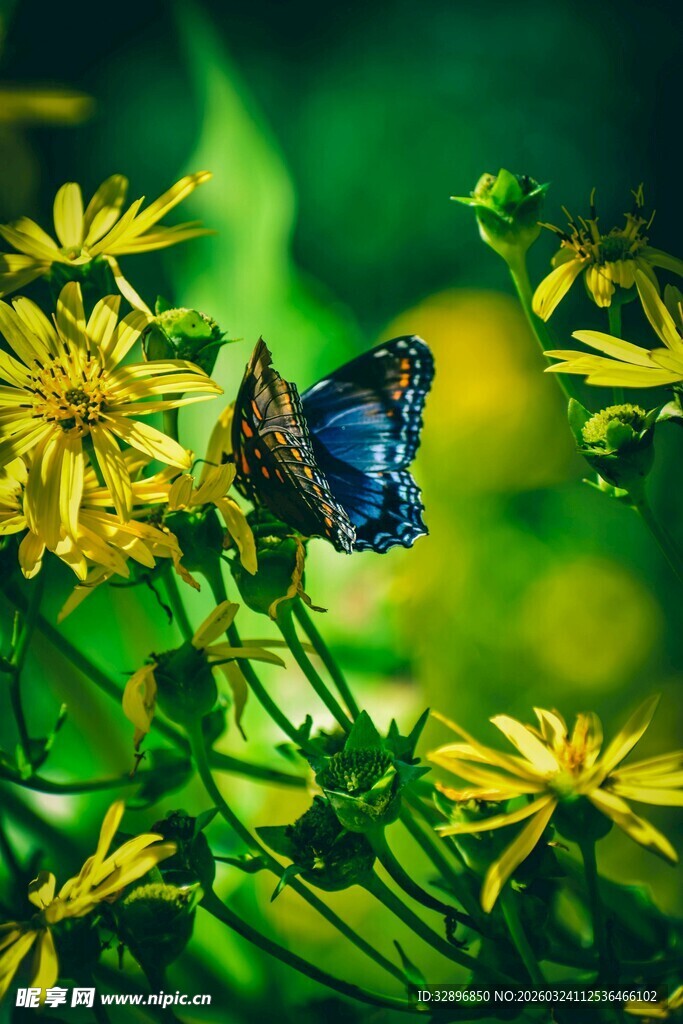 蓝蝶停驻于明艳小花上