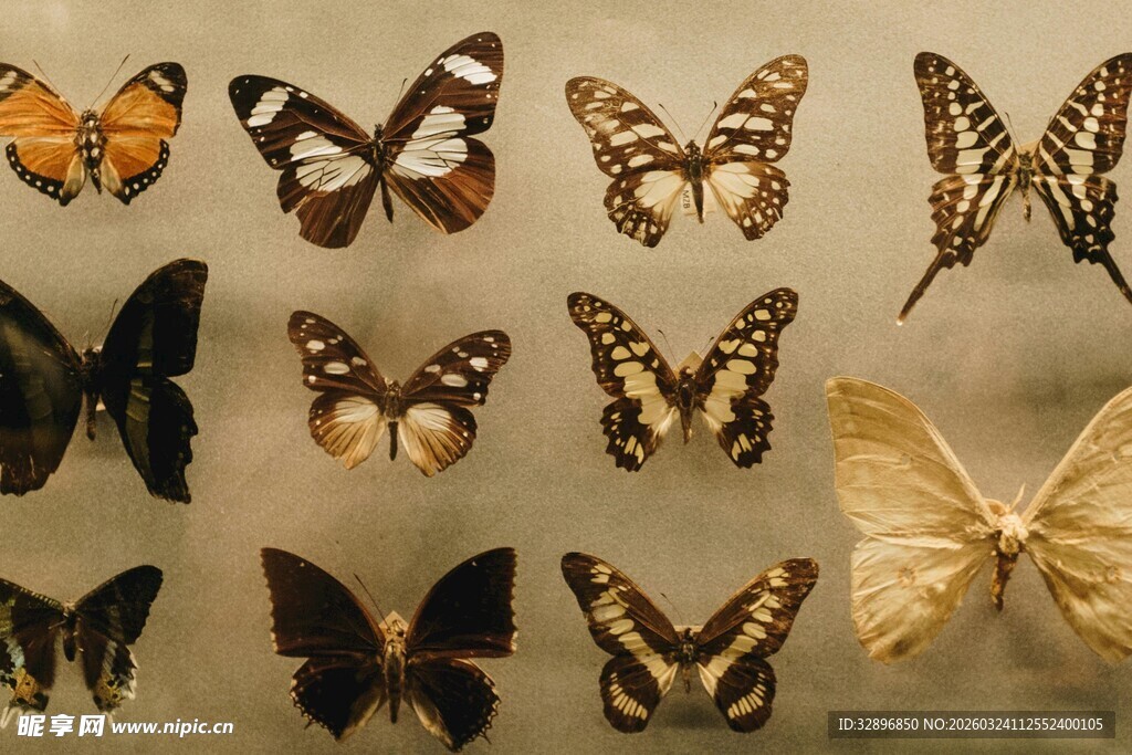 多样蝴蝶标本展示