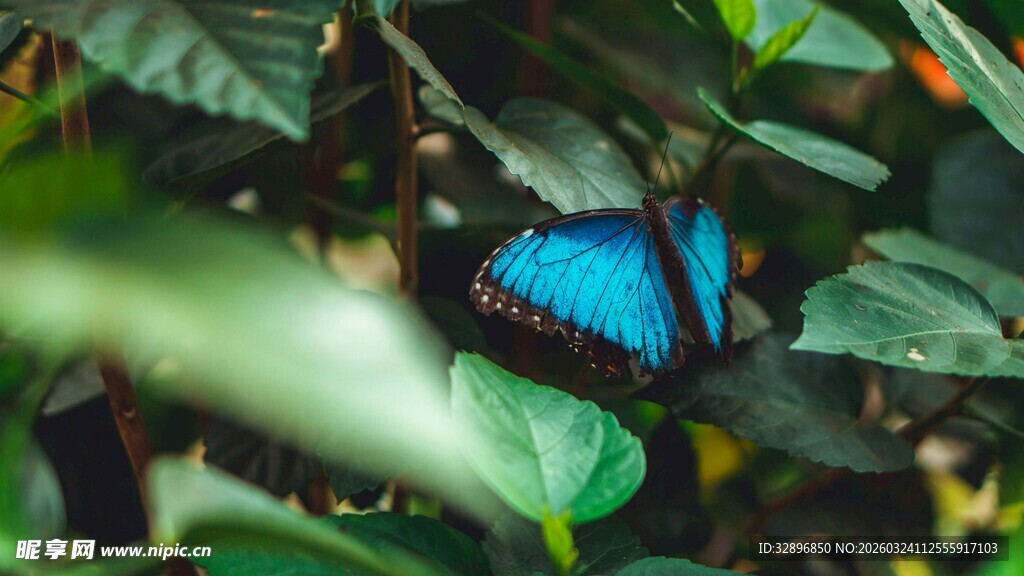 绿叶间的蓝色蝴蝶
