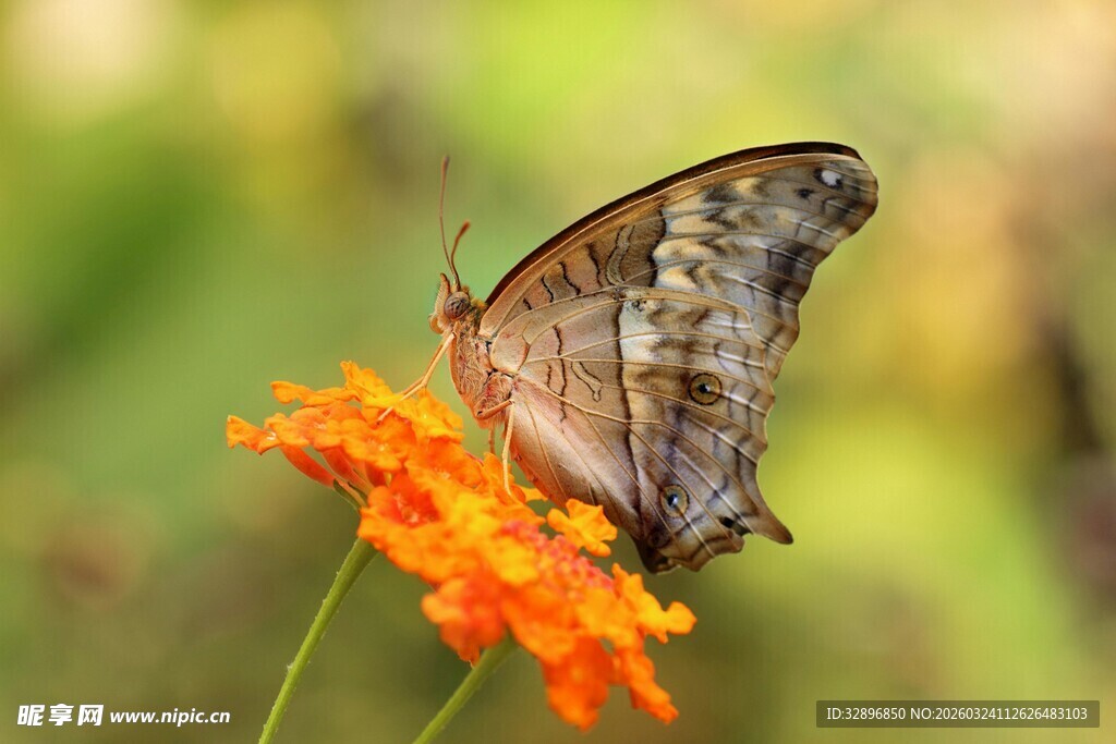 蝴蝶停驻于橙色花朵上