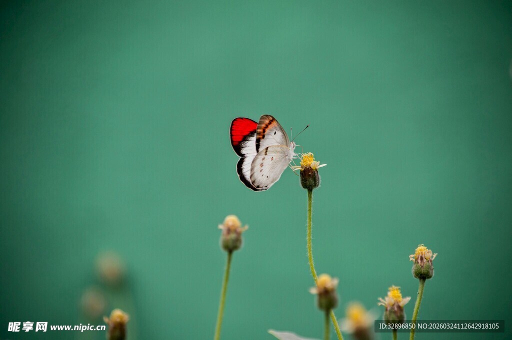 红帽蝴蝶停于嫩花之上
