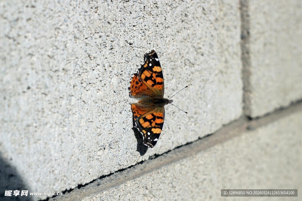 墙上的斑斓蝴蝶