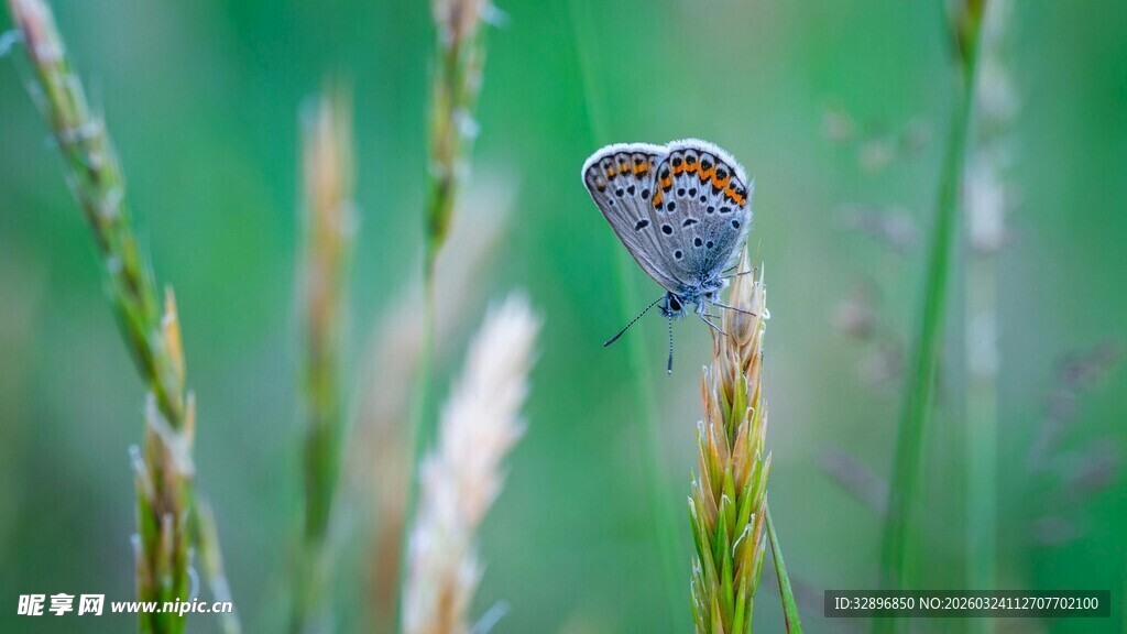 蓝蝶停驻于青草之上