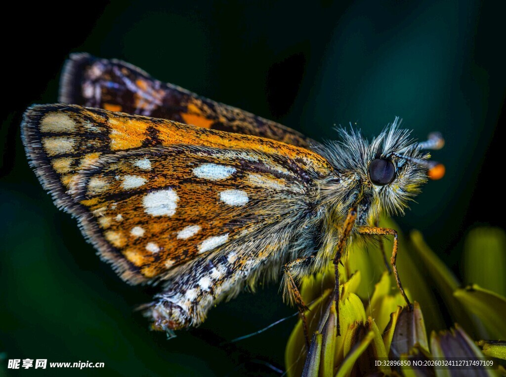 彩蝶停驻于绿植之上
