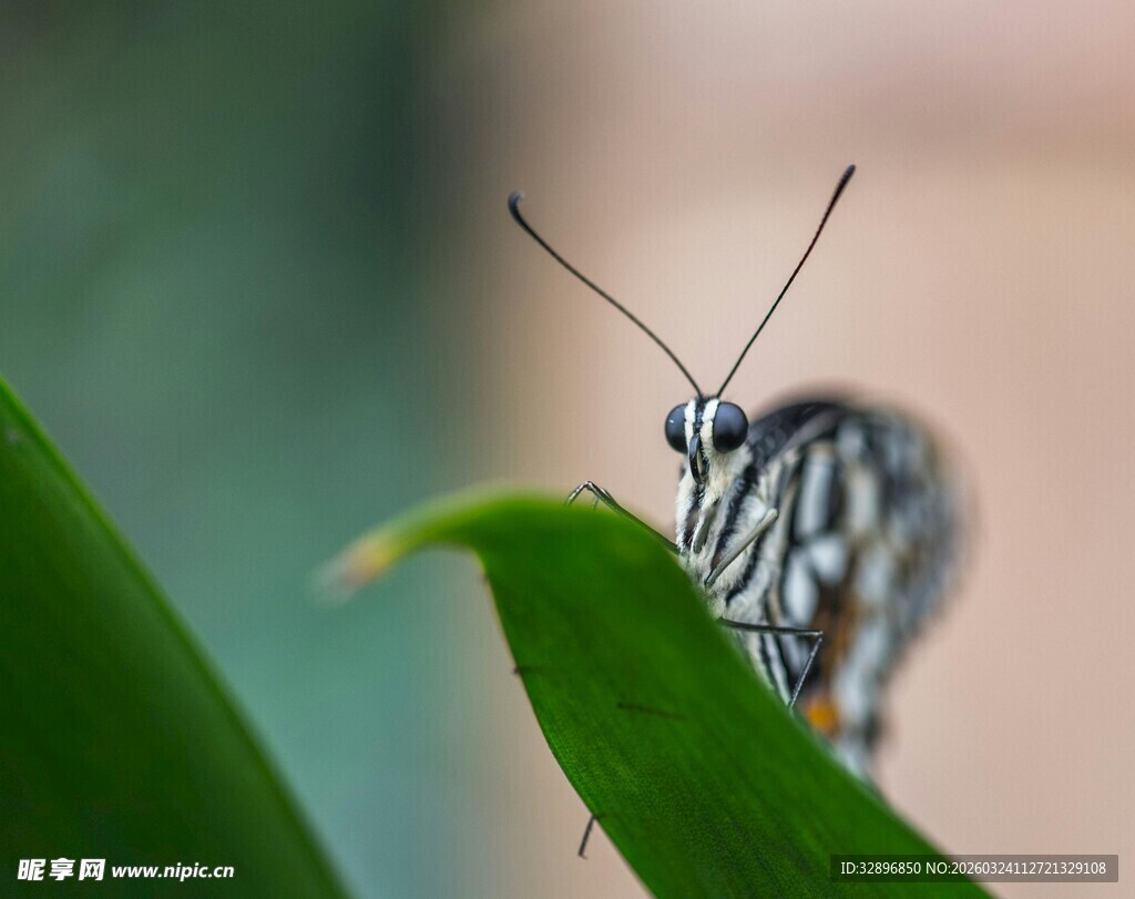 绿叶上的条纹蝴蝶