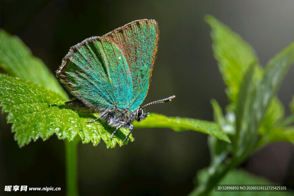 绿羽小鸟栖于绿叶之上