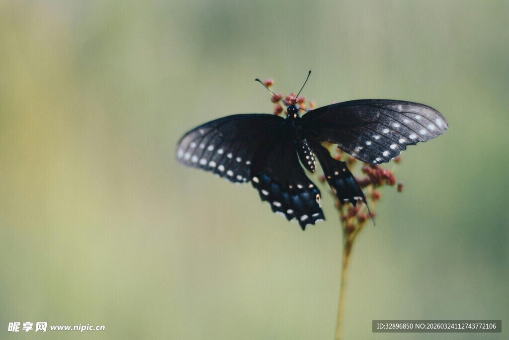 黑蝶停驻于草尖