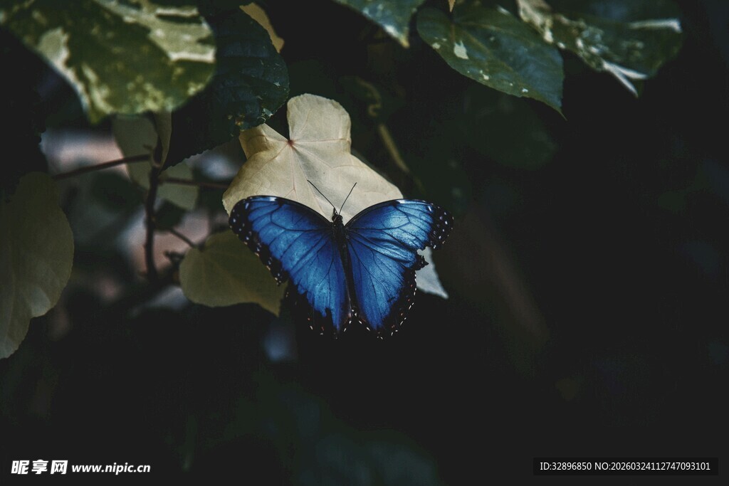蓝蝶藏身绿叶间
