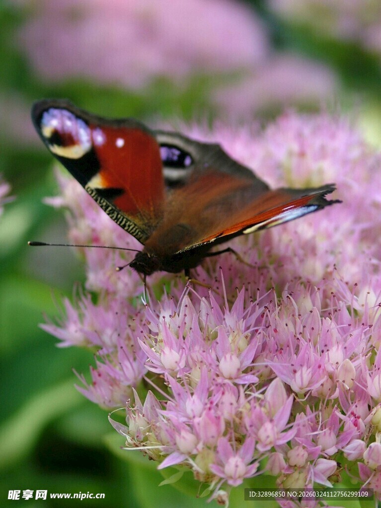 彩蝶停驻粉花之上