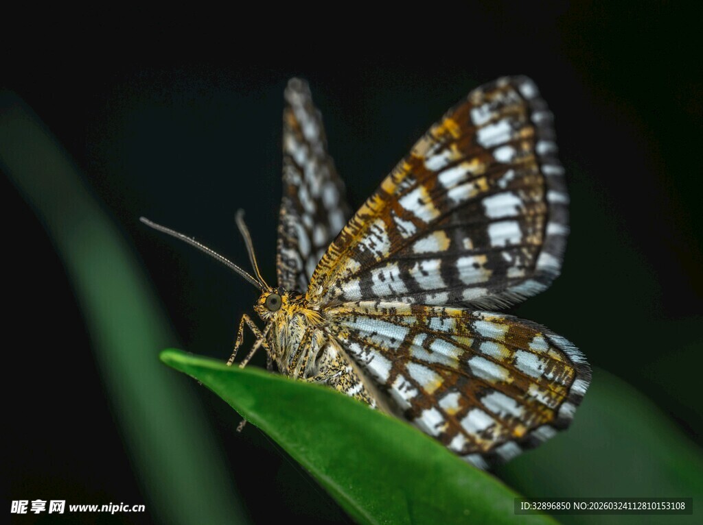 彩蝶停驻绿叶上