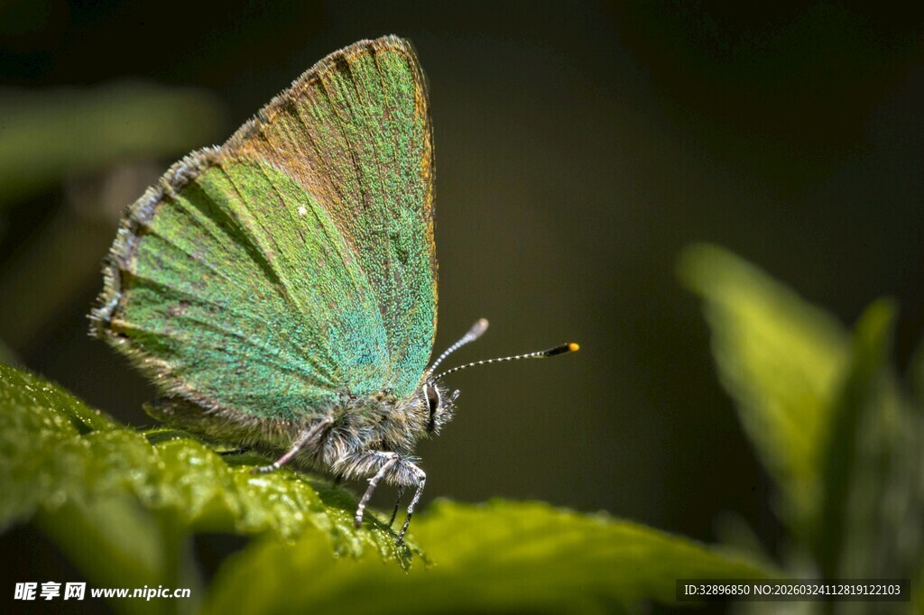 翠绿蝴蝶停于绿叶之上