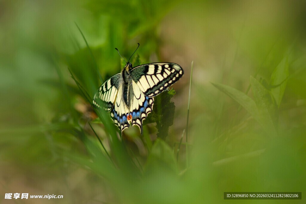草丛中的美丽蝴蝶