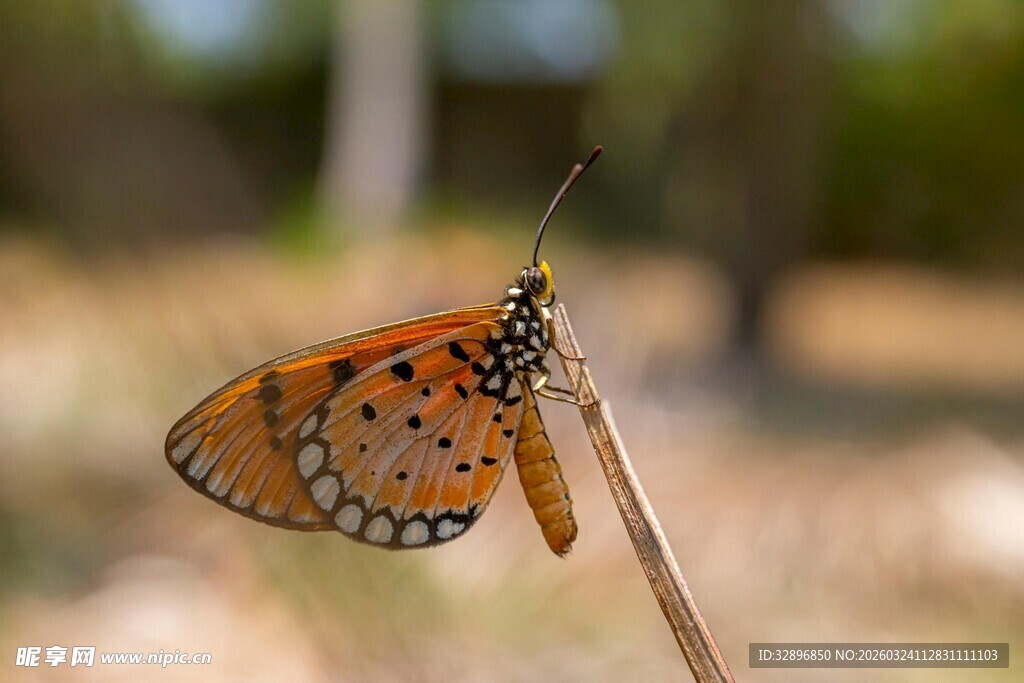 橙斑蝴蝶停驻细枝上