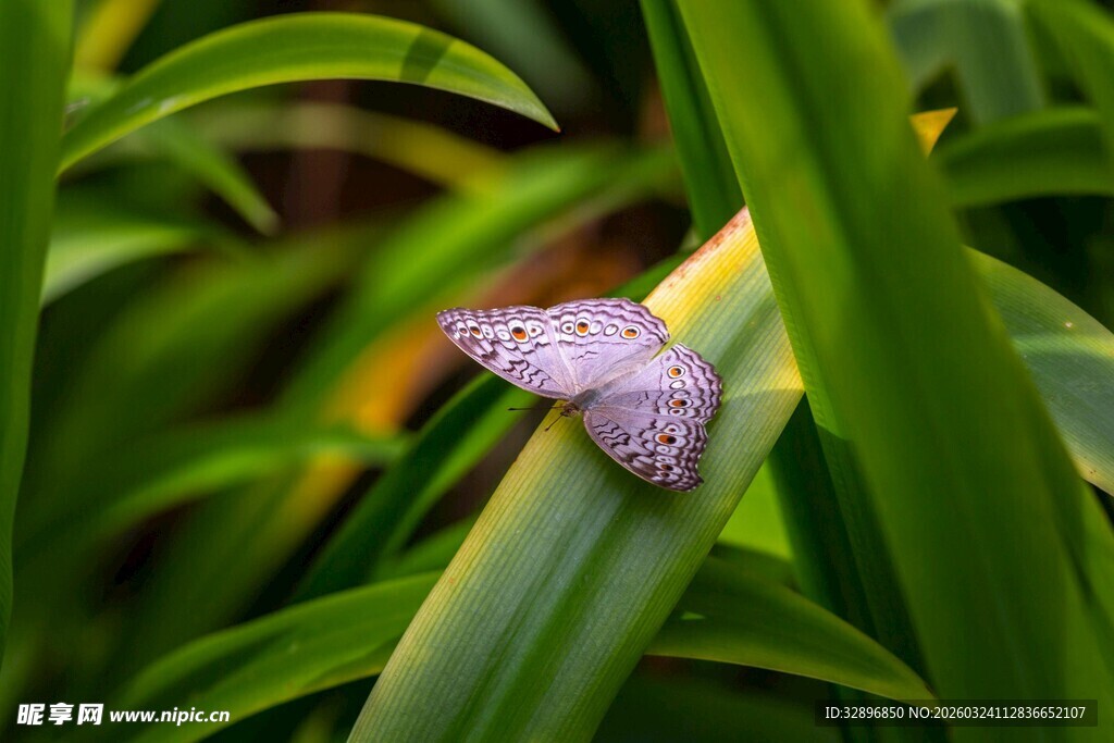 绿叶上的紫色蝴蝶