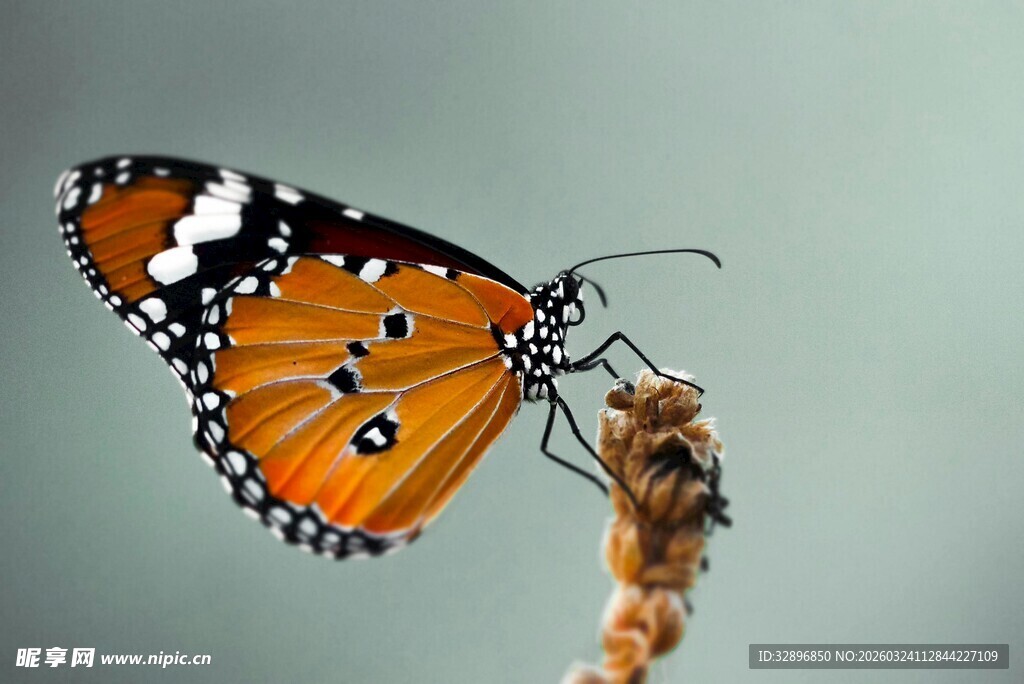 橙黑蝴蝶停驻于植物