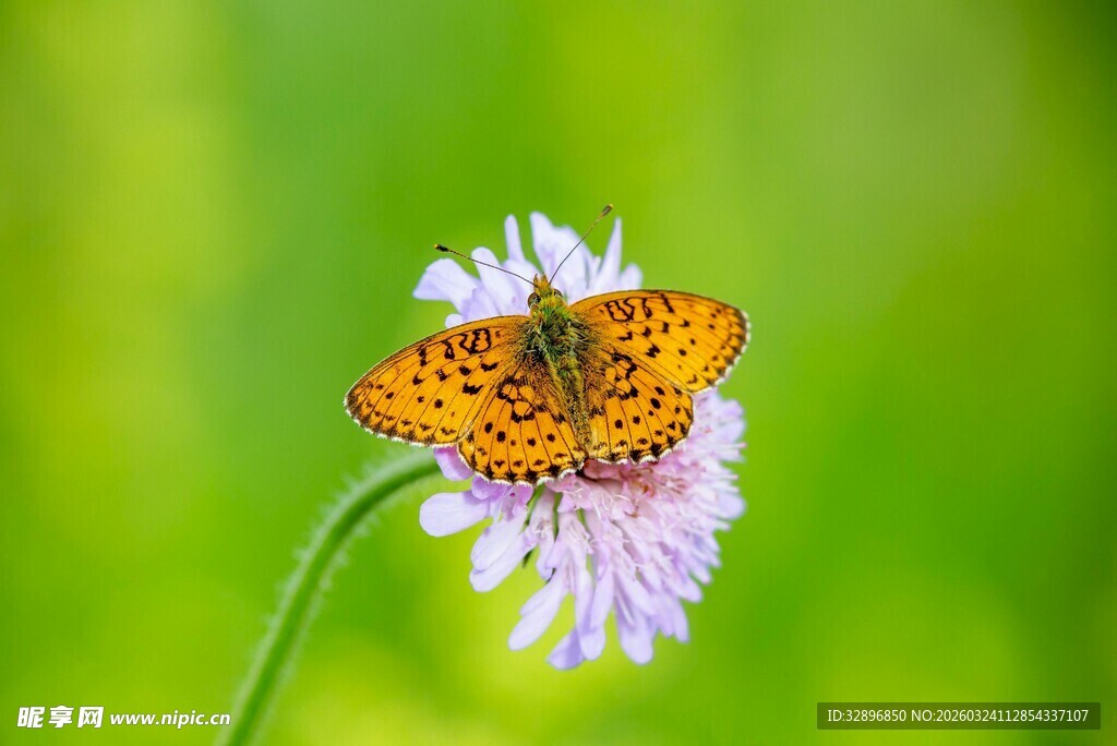 蝴蝶停于淡紫色花朵上
