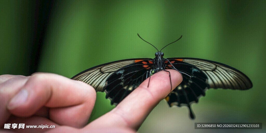 手托黑蝶自然灵动瞬间