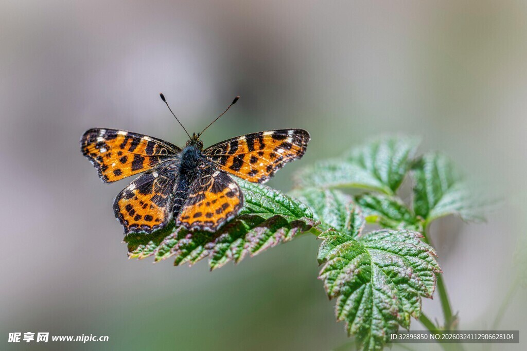 橙黑蝴蝶停驻绿枝