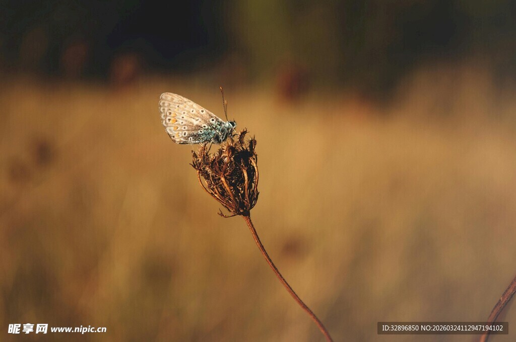 秋日独株植物上的蝴蝶