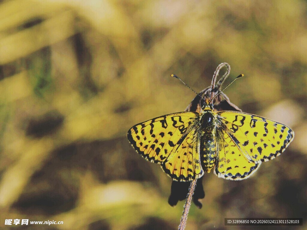 黄色斑点蝴蝶停驻植物上