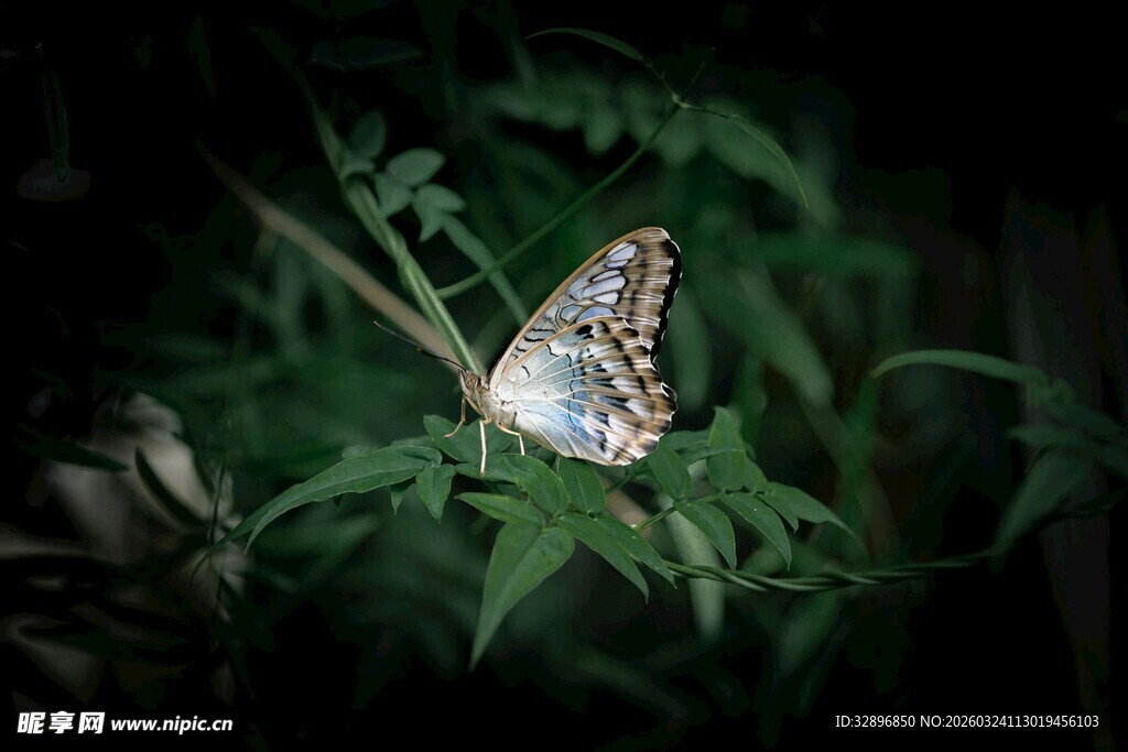 绿叶上的美丽蝴蝶