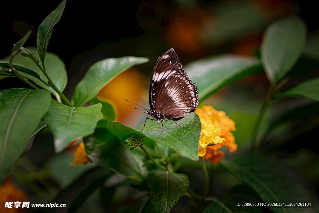 蝴蝶停驻于鲜艳花朵上