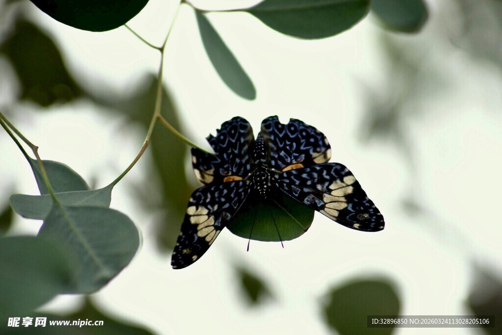 绿叶间的斑点昆虫