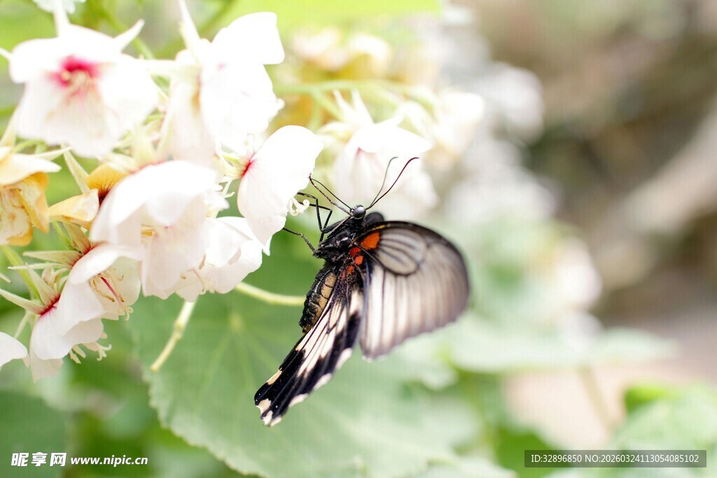 蝴蝶停驻于娇艳花朵间