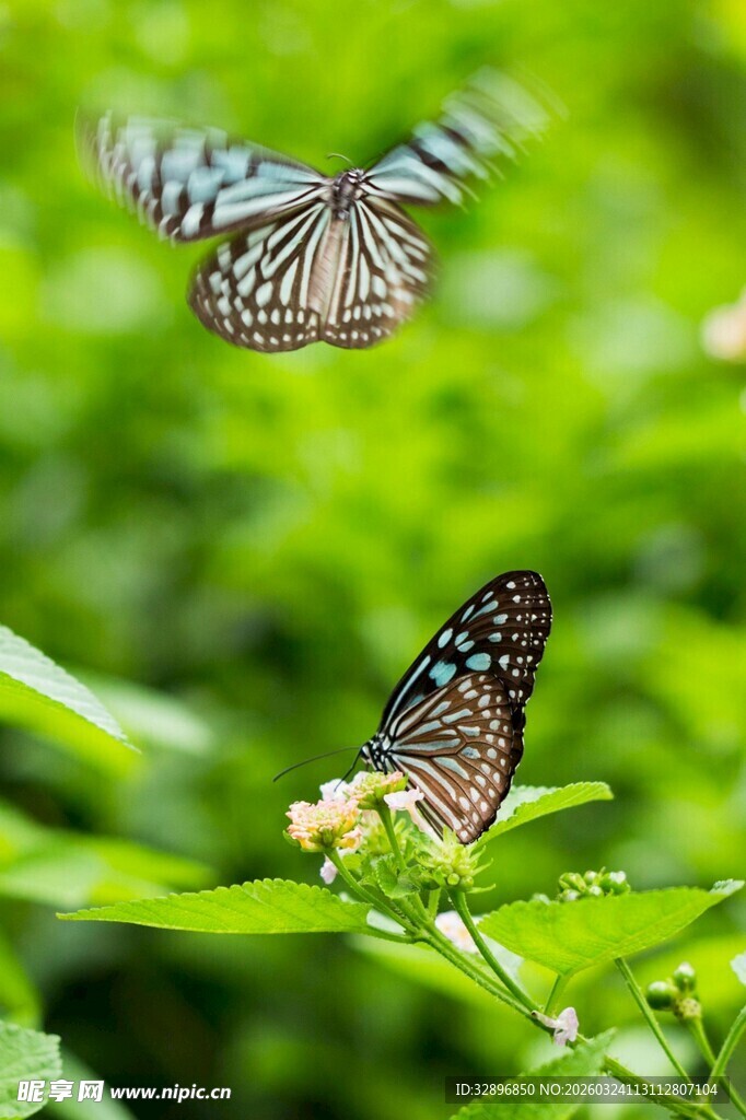 双蝶于绿叶间翩然飞舞