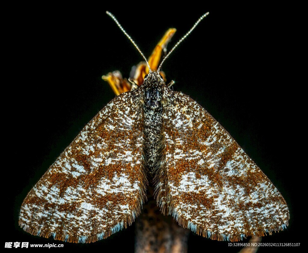 多彩花纹飞蛾特写