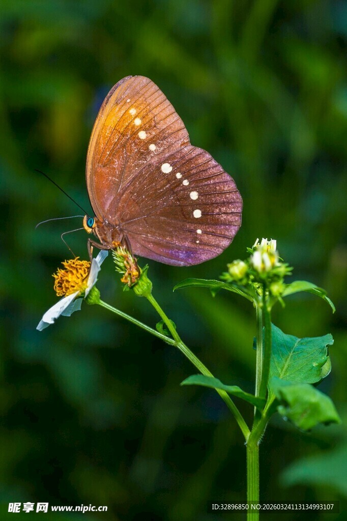 褐蝶停驻绿枝花朵间