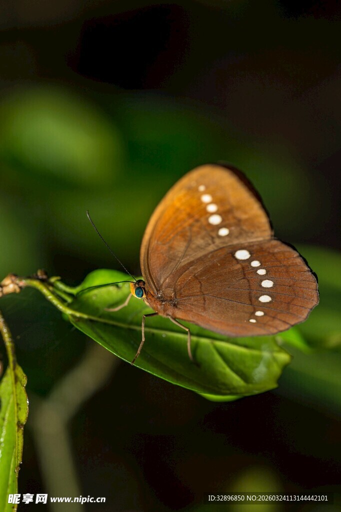 栖息于绿叶上的漂亮蝴蝶