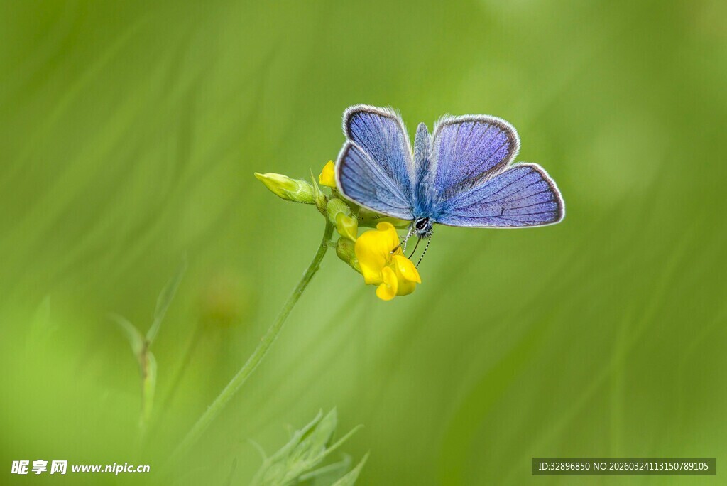 蓝蝶停驻黄蕊小花