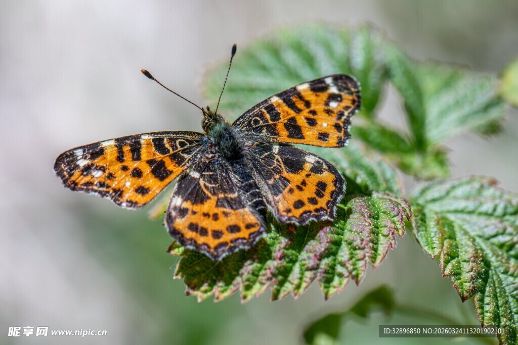 橙黑斑点蝴蝶停驻绿叶