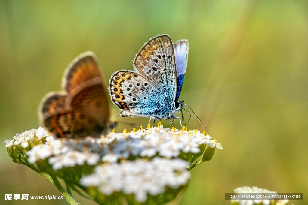 双蝶栖于白花上