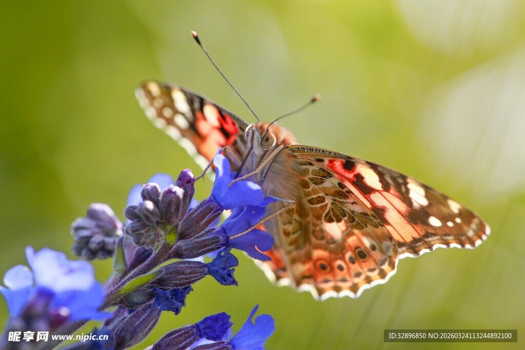 蝴蝶停驻蓝紫色花朵上