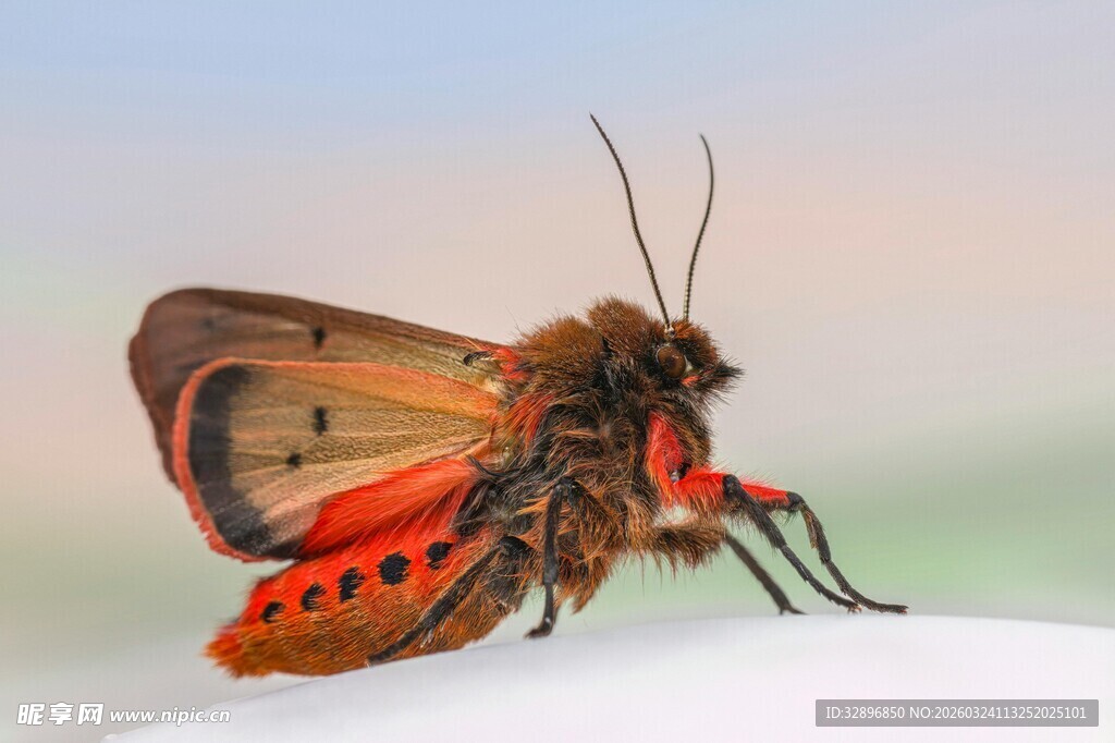 色彩斑斓的奇特飞蛾