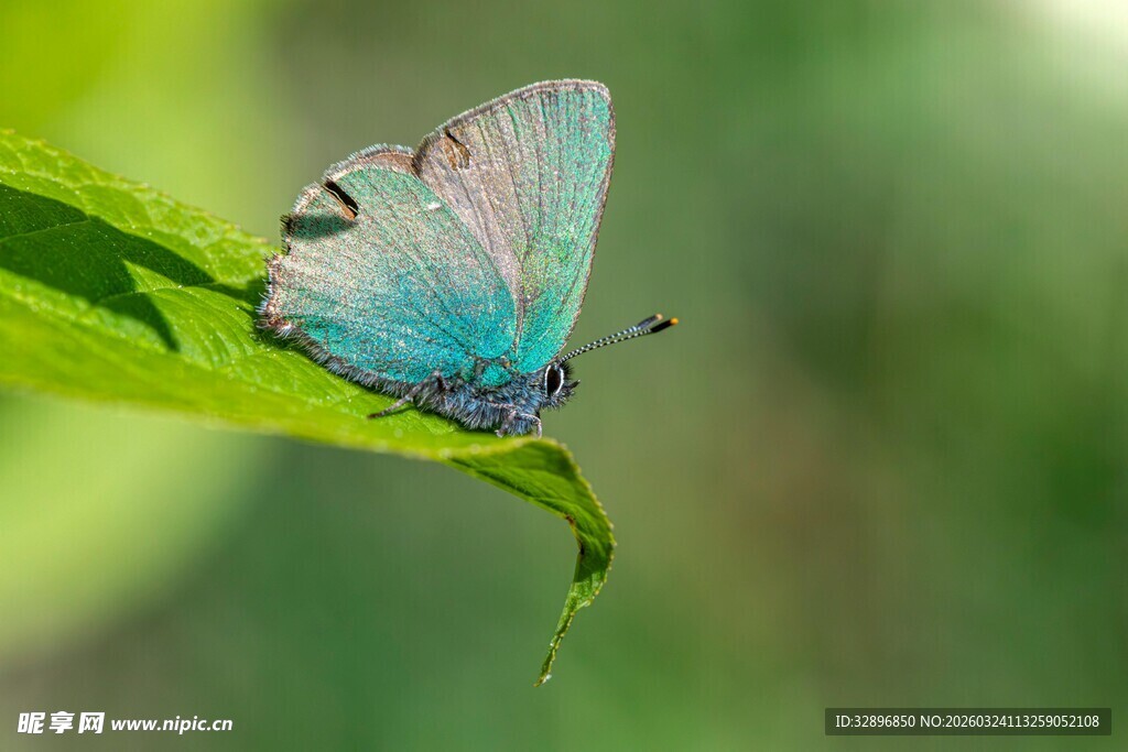 蓝粉蝴蝶停于绿叶间