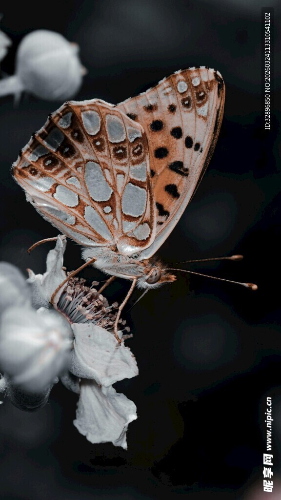 蝴蝶停驻于白花之上