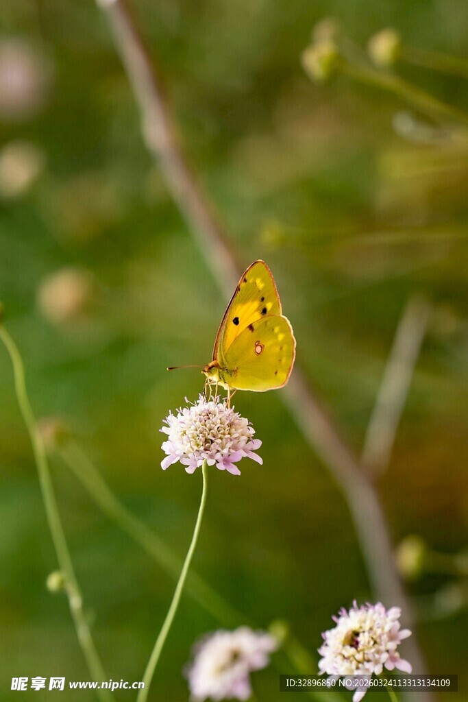 黄蝶停于白花之上
