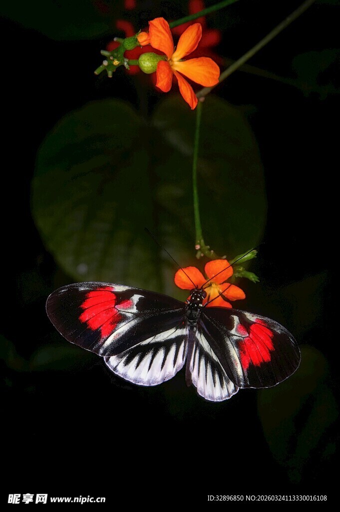 彩蝶停于艳花绿叶间
