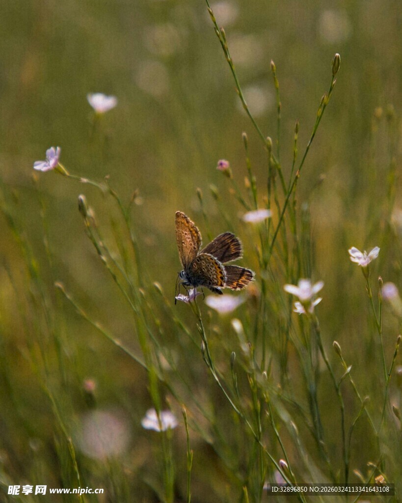 草丛中休憩的美丽蝴蝶